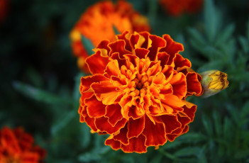 Картинка цветы бархатцы оранжевый круглый