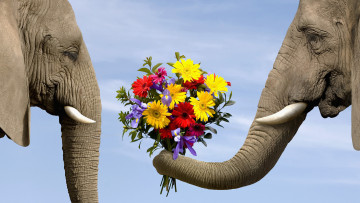 Картинка животные слоны цветы