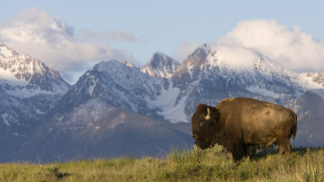 Картинка животные зубры бизоны горы