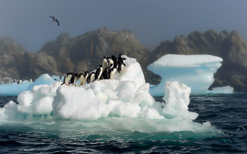 обоя животные, пингвины, , море, айсберг
