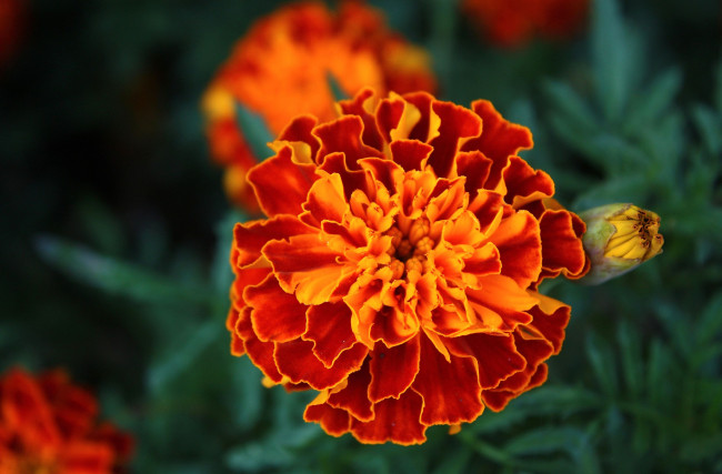 Обои картинки фото цветы, бархатцы, оранжевый, круглый