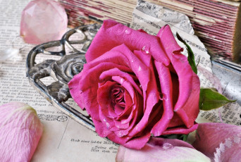 Картинка цветы розы роза розовая бутон винтаж стиль книги старые страницы лепестки