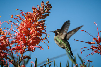 Картинка животные колибри цветок