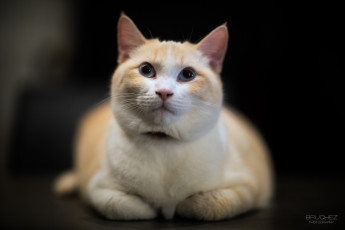 Картинка животные коты лежит глаза морда кошка