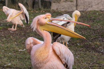 Картинка животные пеликаны перья клюв птицы розовые