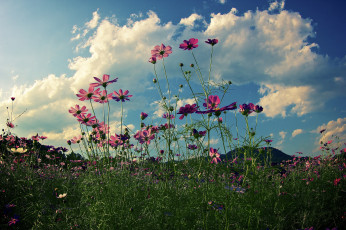 обоя цветы, космея, луг, облака, трава