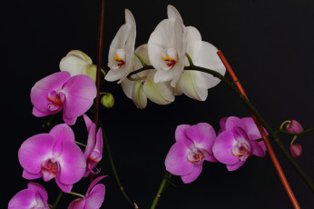 обоя цветы, орхидеи, белая, сиреневая, орхидея