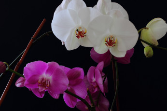 обоя цветы, орхидеи, белая, сиреневая, орхидея