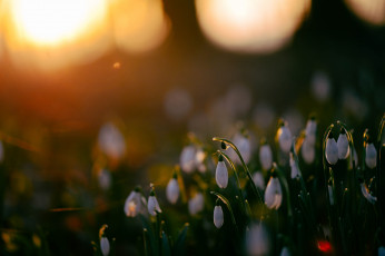 Картинка цветы подснежники +белоцветник весна блики