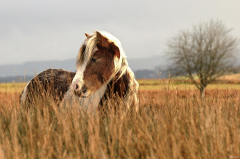 Картинка животные лошади пастбище осень трава морда поле конь
