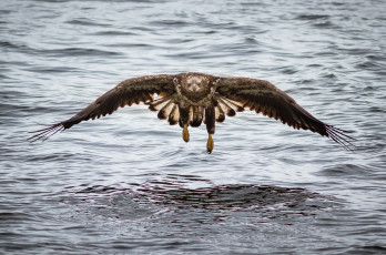 Картинка животные птицы+-+хищники хищник крылья полет вода