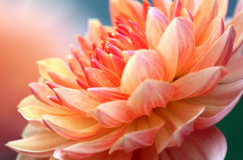 Картинка цветы георгины крупный план остроконечные лепестки оранджевый