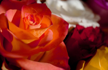 Картинка цветы розы цвета макро лепестки