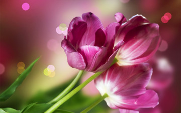 Картинка цветы тюльпаны букет весна макро