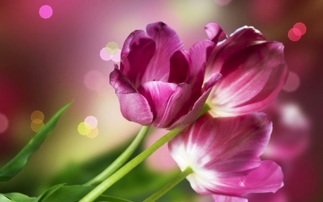 Обои картинки фото цветы, тюльпаны, букет, весна, макро