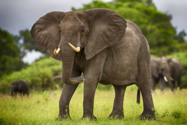 Обои картинки фото животные, слоны, слон, африка, бивни, саванна