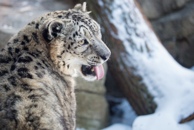 Обои картинки фото животные, снежный барс , ирбис, снег, зима, язык, морда, кошка