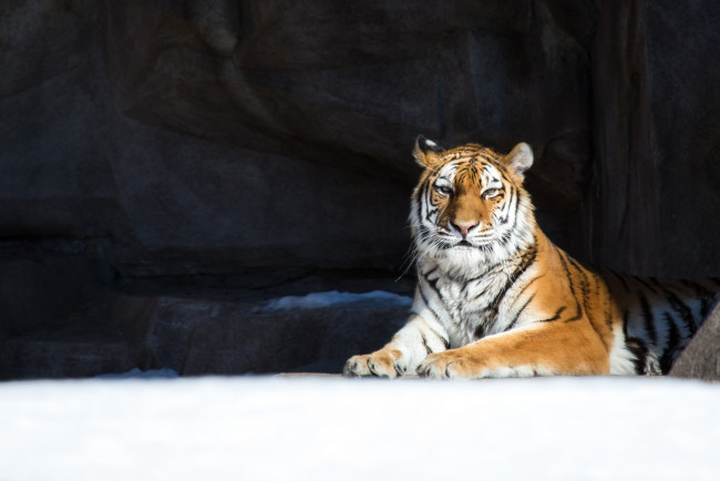 Обои картинки фото животные, тигры, снег, зима, кошка, отдых