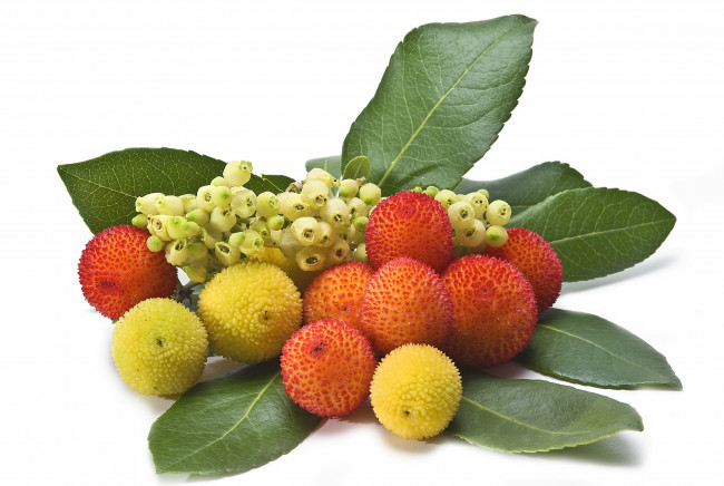 Обои картинки фото еда, земляничное дерево, листья, плоды, ягоды