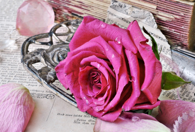 Обои картинки фото цветы, розы, роза, розовая, бутон, винтаж, стиль, книги, старые, страницы, лепестки
