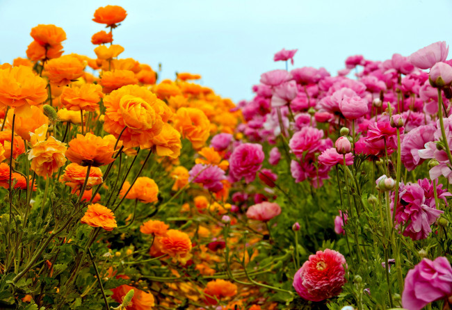 Обои картинки фото цветы, ранункулюс , азиатский лютик, оранжевый, розовый