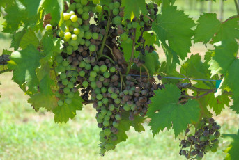 Картинка природа Ягоды +виноград гроздь листья лоза