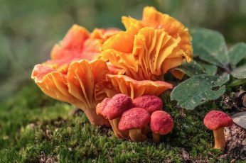 Картинка природа грибы оранжевые макро