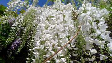 Картинка цветы глициния белый