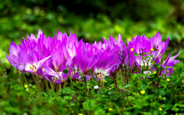 Картинка цветы крокусы лиловый