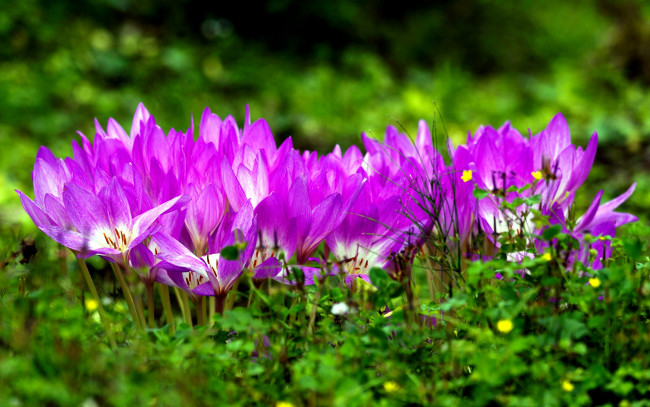 Обои картинки фото цветы, крокусы, лиловый