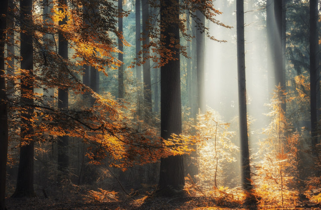 Обои картинки фото природа, лес, лучи, деревья, осень, свет