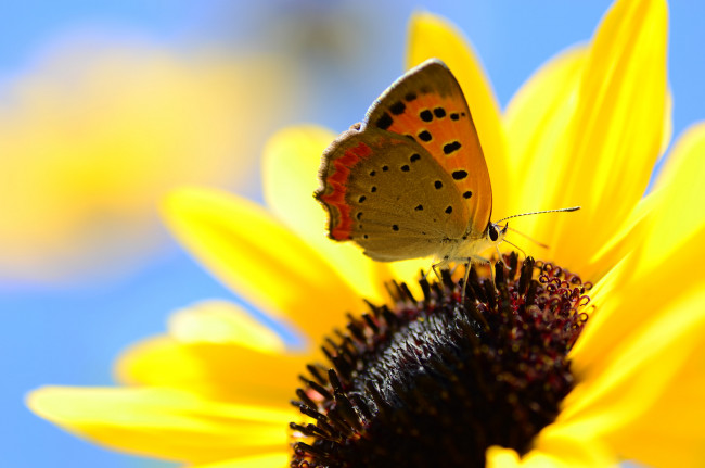 Обои картинки фото животные, бабочки,  мотыльки,  моли, усики, крылья, бабочка, жёлтый, насекомое, цветок