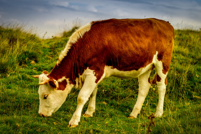 Обои картинки фото животные, коровы,  буйволы, корова, небо, луг, трава, пасдбище