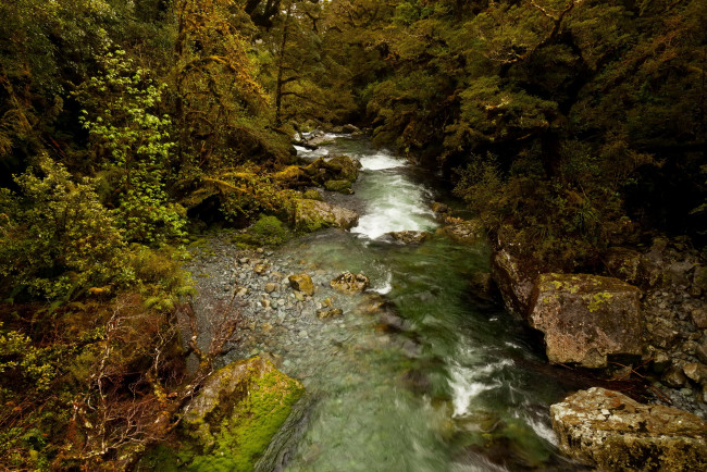 Обои картинки фото new zealand  fiordland national park, природа, реки, озера, park, fiordland, кусты, парк, река, лес