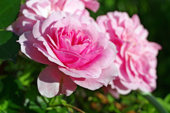 Картинка цветы розы лепестки розовый