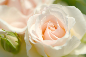 Картинка цветы розы роза бутон лепестки макро нежность