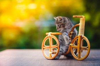 Картинка животные коты игрушка велосипед котенок