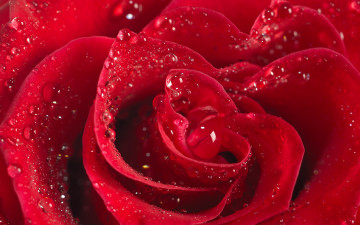 Картинка цветы розы роза макро капли алая