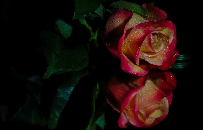 Обои картинки фото цветы, розы, роза, капли, отражение, бутон