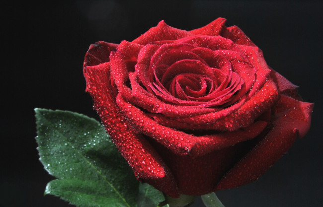 Обои картинки фото цветы, розы, красный, бутон, роза, капли
