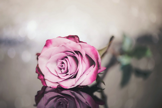 Обои картинки фото цветы, розы, фон, роза, цветок