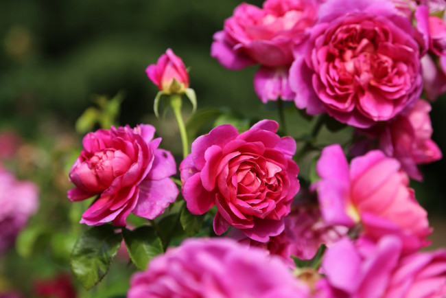 Обои картинки фото цветы, розы, макро, розовый, куст