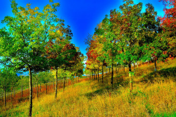 Картинка природа лес осень деревья косогор пейзаж холм