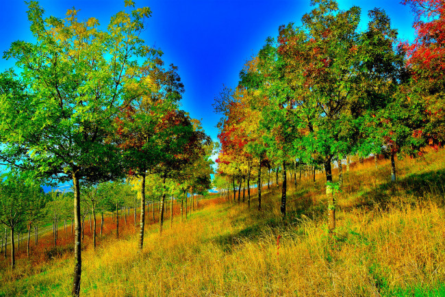 Обои картинки фото природа, лес, осень, деревья, косогор, пейзаж, холм