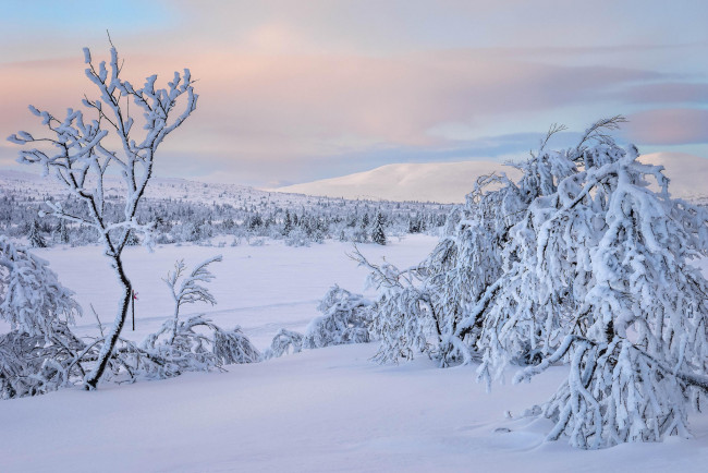 Обои картинки фото природа, зима, деревья, сугробы, снег, закат
