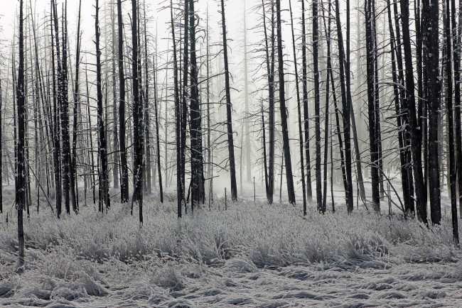 Обои картинки фото природа, зима, лес, иней
