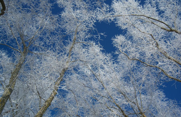 Картинка природа деревья дерево ветки снег