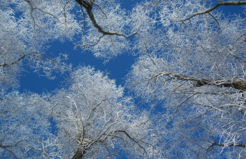Картинка природа деревья дерево ветки снег