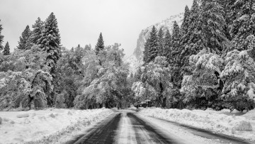 обоя природа, дороги, деревья, снег