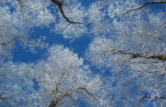 Обои картинки фото природа, деревья, дерево, ветки, снег